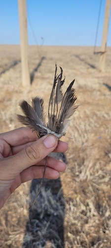 Plume de Traquet isabelle