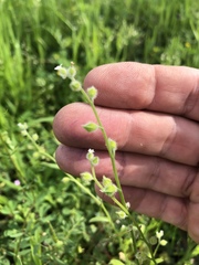 Myosotis verna