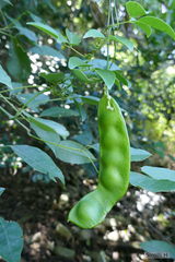 Canavalia bonariensis