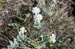 Primula magellanica