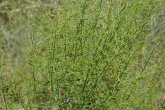 Alhagi pseudalhagi