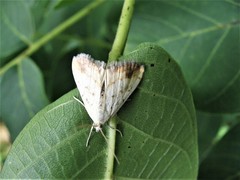 Evergestis extimalis