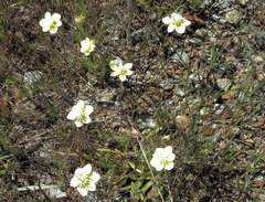 Platystemon californicus
