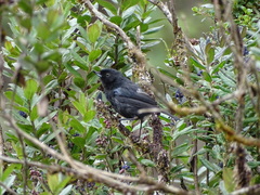 Diglossa lafresnayii