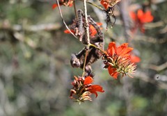 Callithrix jacchus × penicillata