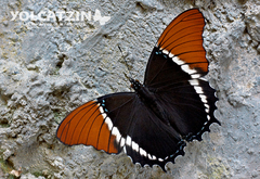 Siproeta epaphus epaphus