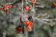 Callithrix jacchus × penicillata