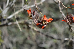 Callithrix jacchus × penicillata