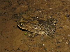 Rhinella major