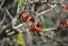 Callithrix jacchus × penicillata