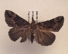 Hypena abalienalis