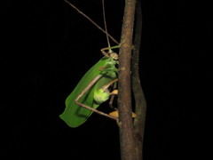 Cycloptera speculata
