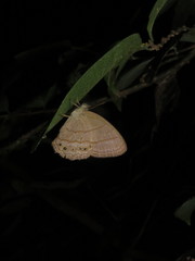 Paryphthimoides poltys