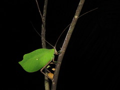 Cycloptera speculata