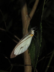 Ganyra phaloe