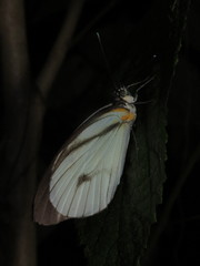 Ganyra phaloe