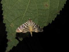 Spilomela perspicata