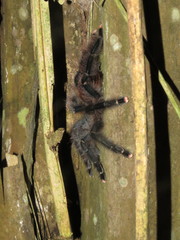 Avicularia avicularia