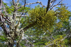 Misodendrum punctulatum