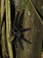Avicularia avicularia