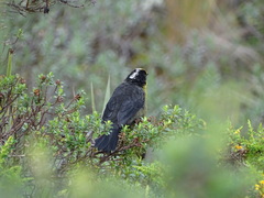 Atlapetes pallidinucha