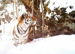 Tiger photo 5