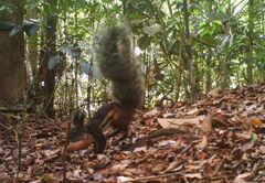 Tufted Ground Squirrel photo 1