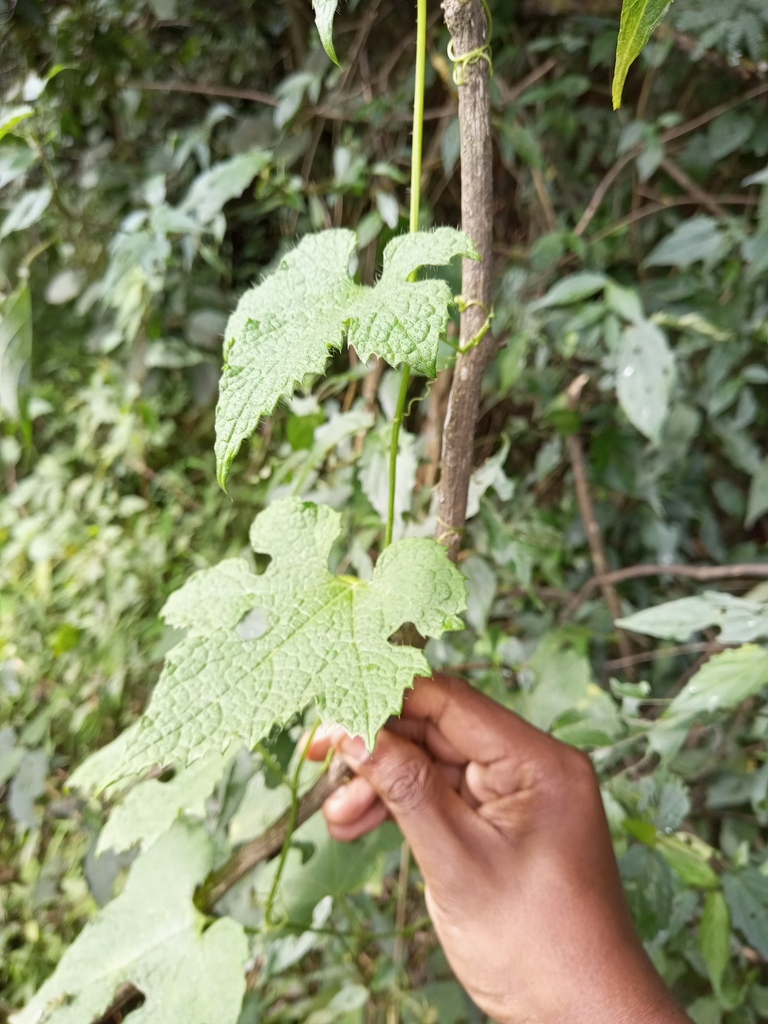 Peponium betsiliense