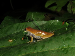 Dendropsophus koechlini