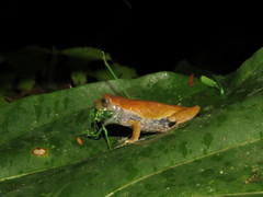Dendropsophus koechlini