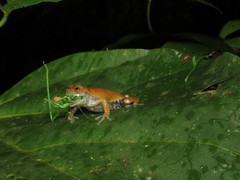 Dendropsophus koechlini
