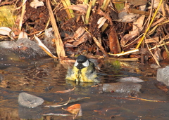 Parus major