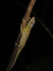 Trinidad Gecko photo 3