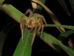 Phoneutria boliviensis