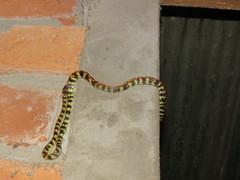 Siphlophis cervinus