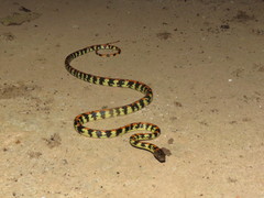 Siphlophis cervinus