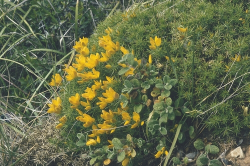 Ulex densus (Ulex densus)