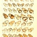 Hypomenitis theudelinda zalmunna - Photo Adalbert Seitz
，沒有已知版權限制（公共領域）