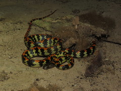 Siphlophis cervinus