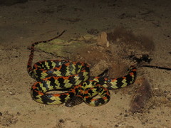 Siphlophis cervinus