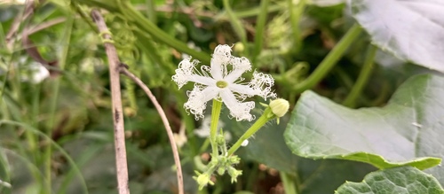 Trichosanthes cucumerina image