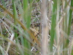 Grallaria quitensis