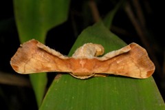 Bombycidae