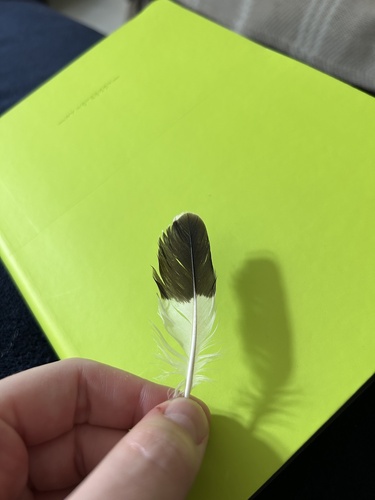 Plume de Huîtrier pie