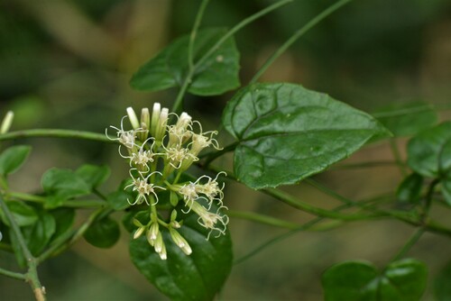 Mikania odoratissima