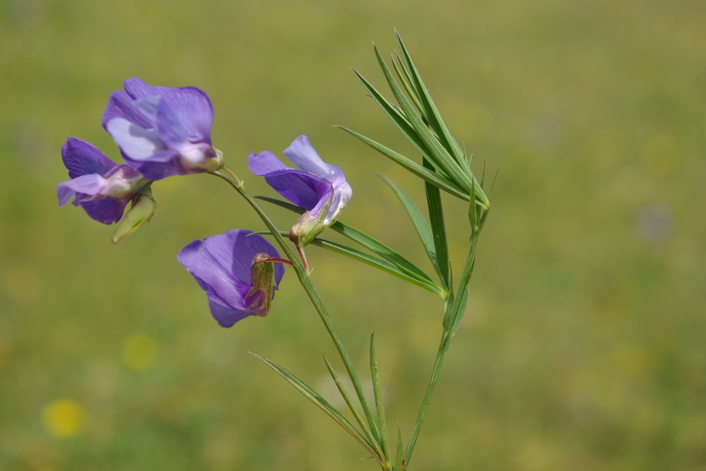 dark blue vetchling