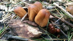 Agaricales