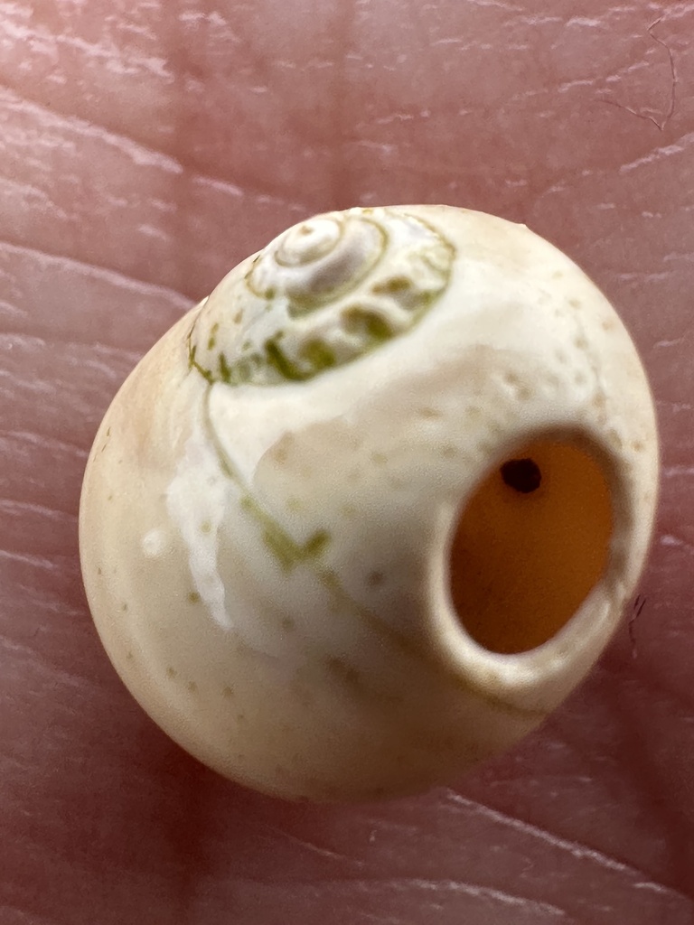 Immaculate Moonsnail