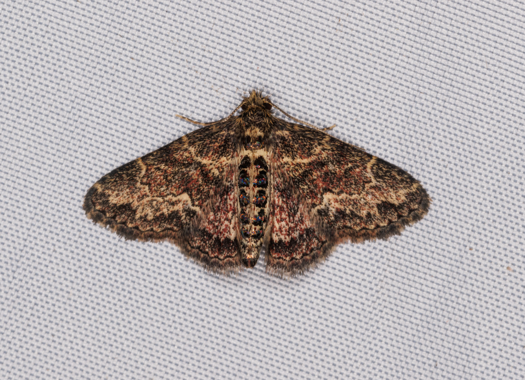 Paragona inchoata