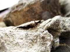 Pechipogo plumigeralis